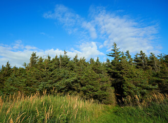 Tall trees growing in a lush green forest with copyspace, peaceful soothing beauty in nature. Wooden texture and patterns growth in a woodland, with hidden peace, soothing and calming view