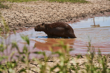 Capybara, hydrochoerus hydrochaeris, largest living rodent, native to South America, emerging from the water, in El Palmar National Park, Entre Rios, Argentina.