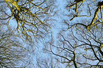 Low angle view of autumn beech trees with no leaves and a clear blue sky in a remote forest or countryside in Norway. Woods with dry fall branches and twigs in a serene, secluded nature environment