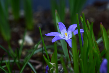 一輪のチオノドクサ