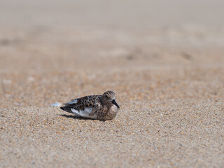 Adult Sanderling At Rest on a Sandy Beach