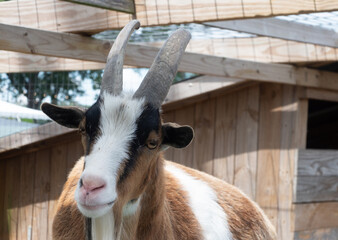 Close Up of a White, Brown, and Black Goat with Horns Looking at the Camera