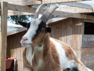 A Brown, White, and Black Goat with Horns Resting in an Enclosure