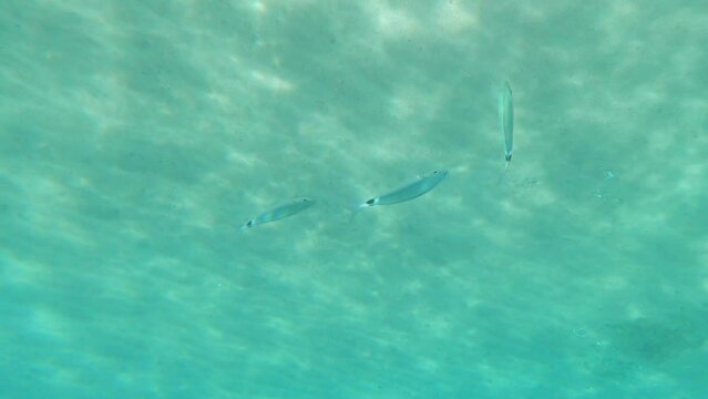 Oblada melanura, gray fish with dot on their tail swim in clear turquoise water in shimmer of sunlight and glare. Beauty of underwater world diving scuba diving, snorkeling in Mediterranean Sea. 