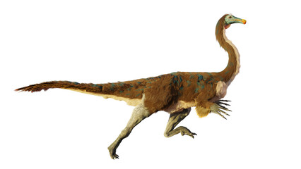 Gallimimus, theropod dinosaur from the Late Cretaceous period, isolated on white background 