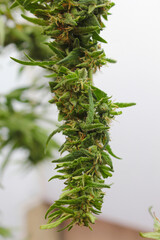 Cannabis Sativa y Drying process after harvest