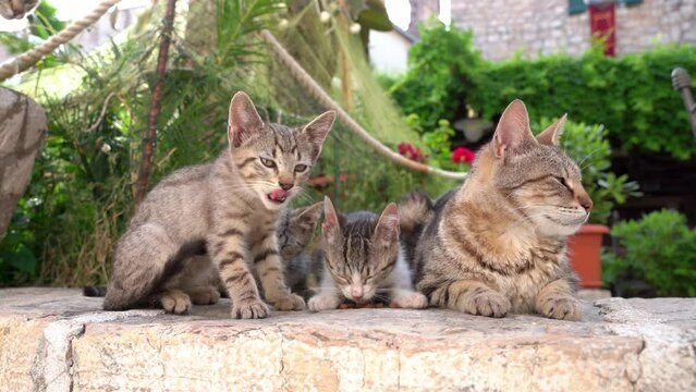 Hungry lovely kittens are in such a hurry to eat food that one already choked, front view. Volunteers feed homeless animals. Tabby kittens with mother cat on the street