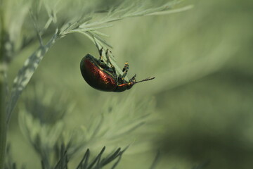 spider on a blade of grass