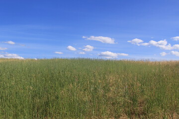 Fototapeta premium Green Montana Mountain Grass Beneath a Blue Sky in Summer Season