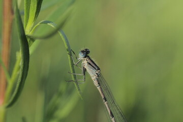 dragonfly on a leaf
