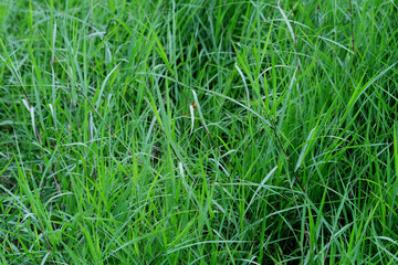 green grass background
