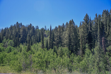 Forestry in Hwy 36 scenic driveway to Montpelier, Idaho