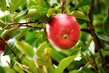 Closeup of a red apple growing on an apple tree branch in summer with bokeh. Fruit hanging from a sustainable orchard farm tree, macro details of organic juicy fruit, agriculture in the countryside