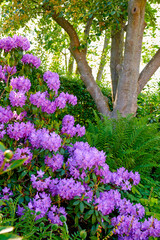 Purple Rhododendron flowers growing in a botanical garden in summer. Beautiful bush of violet...