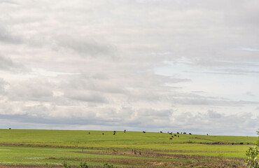 Fototapeta na wymiar Cattle ranch and rural landscape in Brazil.