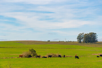 Cattle ranch and rural landscape in Brazil