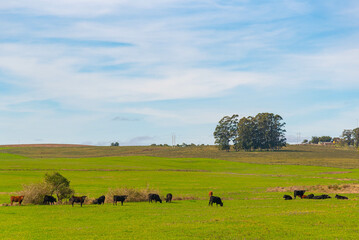 Obraz premium Cattle ranch and rural landscape in Brazil