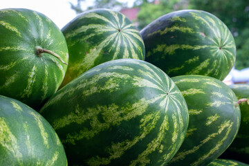 A stack of large organic oblong shaped green and yellow striped watermelons on a table at a...