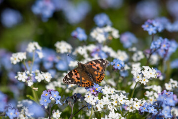 A painted lady butterfly perched on  delicate forget me not flowers. The blooms are tiny blue and white flowers with pale pink centers. The orange, black and white colored butterfly has its wings open