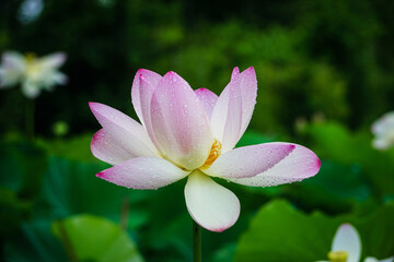 Fototapeta premium water drops on an open lotus flower