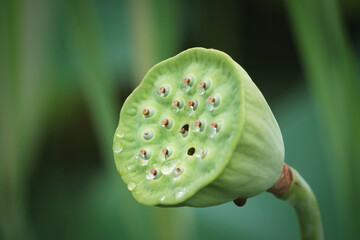 raindrops on a lotus head