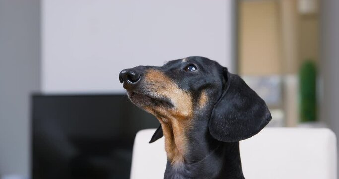 Black dog with big ears sits on chair in apartment barking on owner. Dachshund with black fur barks sitting on white chair in apartment
