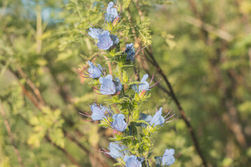 Beautiful blue flowers of gentiana asclepiadea, the willow gentian, in bloom in field in a close up...