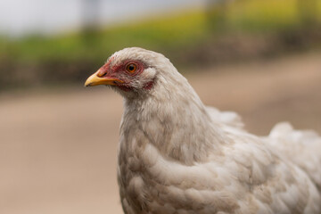 Obraz premium close up of a chicken