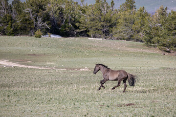 Gray silver wild mustang stallion running free in a mountain field in the United States