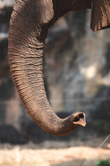 Closeup of wild animal and mammal elephant with trunk towards upside elevated walking and finding food in the forest