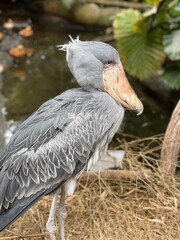 ハシビロコウ２