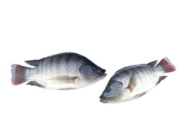 Tilapia fish isolated on white background.