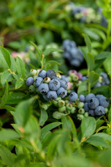 blueberries in the garden - 516245697