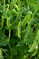 green peas in the garden - 516245699