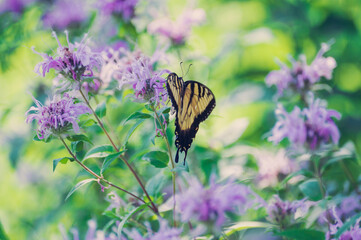 Yellow swallowtail butterfly on monarda flower