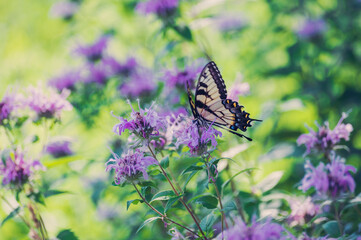 Yellow swallowtail butterfly on monarda flower
