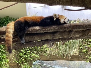 レッサーパンダB