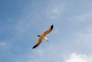 seagull in flight