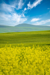 Fototapeta premium landscape with yellow rape flower filed, blue sky and mountains