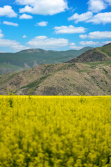 landscape with yellow rape flower filed, blue sky and mountains