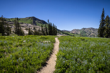 Hiking mountain trails in Alta, Utah