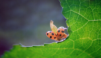Obraz premium ladybug on flower green background