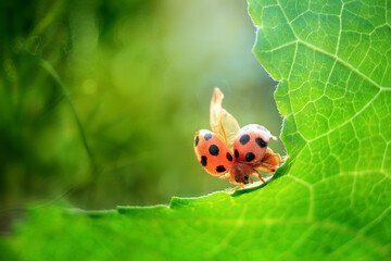 Fototapeta premium ladybug on flower green background