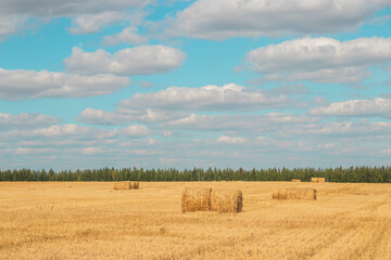 Fototapeta premium Beautiful landscape with bales of straw in sunny summer
