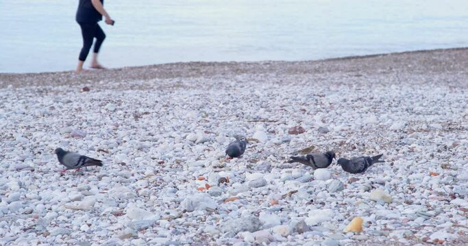 Pigeons are walking along pebble beach in search of food, pecking at food scattered by people on beach, calm sea and legs of passing woman. Urban pigeons are carriers of diseases and infections 