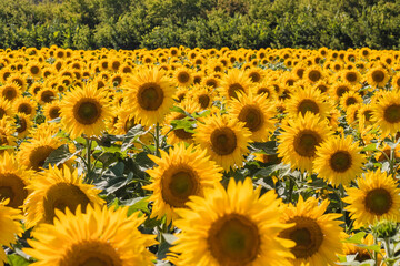 Obraz premium many sunflowers growing on a farm in a field on a sunny summer day