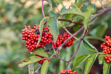The fruit of plant Red Elderberry ( Sambucus racemosa, red-berried elder )