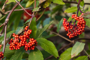 The fruit of plant Red Elderberry ( Sambucus racemosa, red-berried elder )