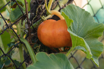 Small pumpkin growing on a pumpkin plot in a vegetable garden near a mesh fence on a summer sunny day