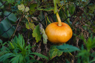 Small pumpkin growing on a pumpkin plot in a vegetable garden near a mesh fence on a summer sunny day